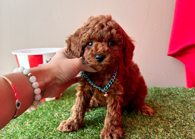 Toy Poodle Mini Yavrular